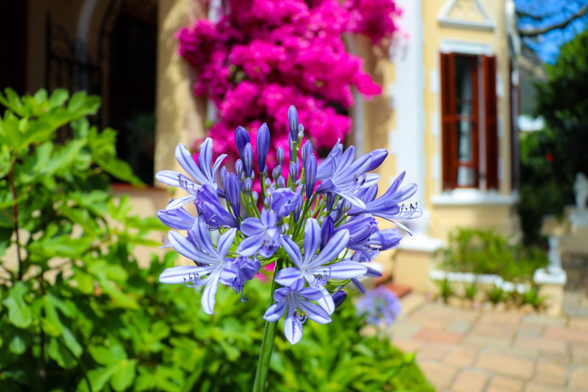 Carmichael House Boutique Hotel Cape Town Bagian luar foto
